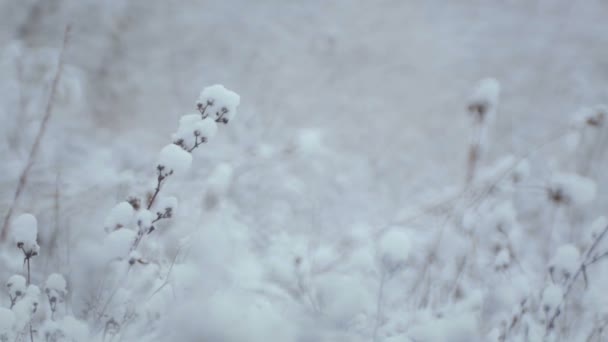 Ramas y arbustos con semillas en la nieve. Paisaje invernal. Arbustos y hierba en la nieve . — Vídeos de Stock