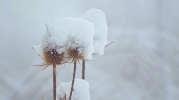 Takken en struiken met zaden in de sneeuw. Winterlandschap. Struiken en gras in de sneeuw. — Stockvideo