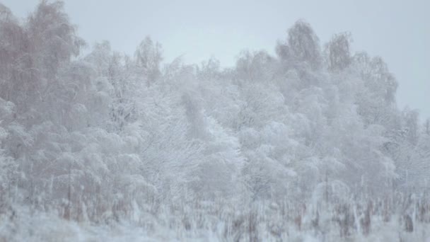Uitzicht op het winter gemengd bos. Winterlandschap met bomen in de sneeuw. — Stockvideo