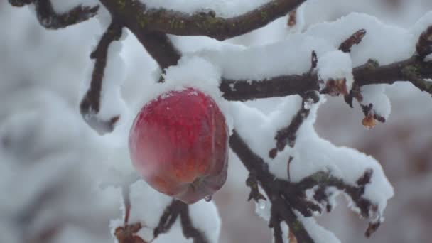 The fruit of the apple tree in the winter on a branch in the snow. Apple on a branch in the snow. — Stock Video