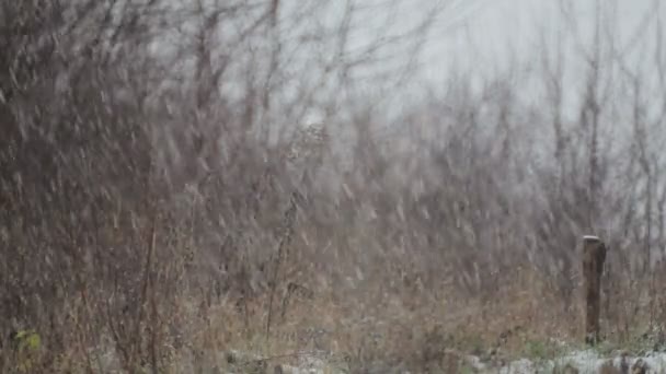 Schneefall auf einem wilden Bolzplatz im Dorf. Wilder Feldwinter im Schnee. — Stockvideo