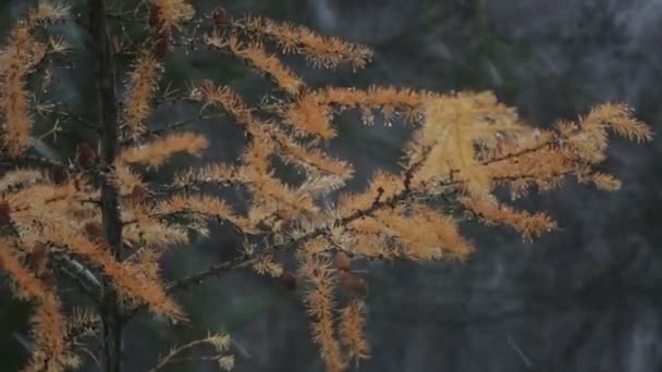 落叶松球果在冬天分支。黄根松枝，与锥体在雪中. — 图库视频影像