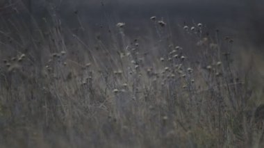 Don bir çayır kır çiçekleri tohumları. Kır çiçekleri sabah düşmek.