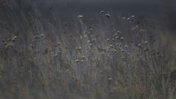 Graines de fleurs sauvages dans une prairie dans le gel. Fleurs sauvages matin automne . — Video