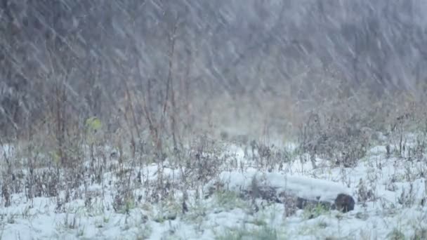 Schneefall auf einem wilden Bolzplatz im Dorf. Wilder Feldwinter im Schnee. — Stockvideo