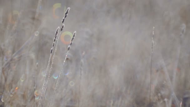 Graines de fleurs sauvages dans une prairie dans le gel. Fleurs sauvages matin automne . — Video