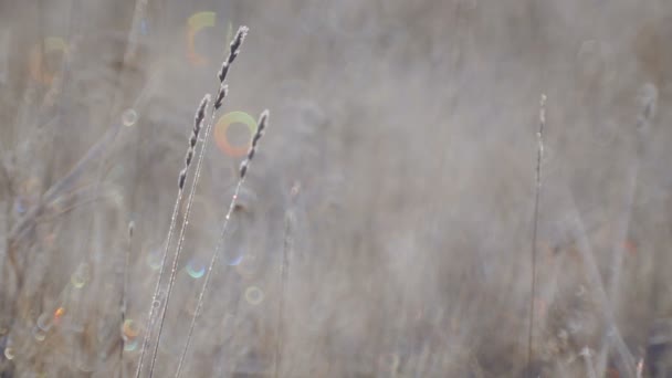 Sementes de flores silvestres em um prado na geada. Flores silvestres queda da manhã . — Vídeo de Stock