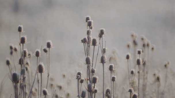 Graines de fleurs sauvages dans une prairie dans le gel. Fleurs sauvages matin automne . — Video