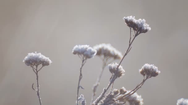 Graines de fleurs sauvages dans une prairie dans le gel. Fleurs sauvages matin automne . — Video