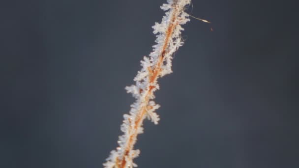 美丽的分支和茎在冬季自然。速冻的分会在冬天的雪. — 图库视频影像