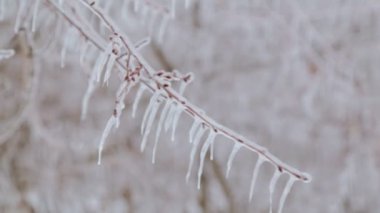 Güzel şube ve doğada kış kaynaklanıyor. Kışın Karda donmuş şube.