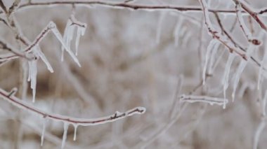 Güzel şube ve doğada kış kaynaklanıyor. Kışın Karda donmuş şube.