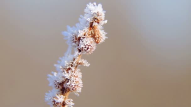 Mooie takken en stammen in de winter in de natuur. Bevroren tak in de sneeuw in de winter. — Stockvideo