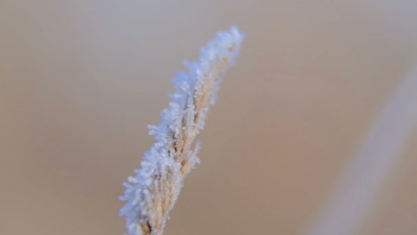 Hermosas ramas y tallos en el invierno en la naturaleza. Rama congelada en la nieve en invierno . — Vídeos de Stock