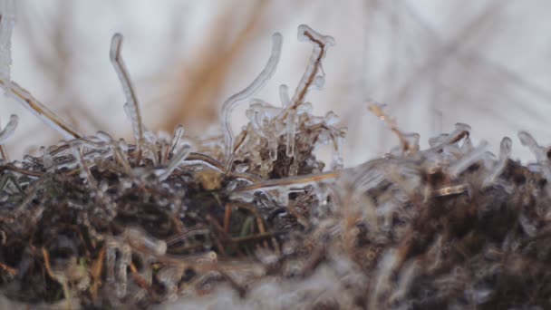Krásné větve a kmeny v zimě v přírodě. Zmrazené větev ve sněhu v zimě. — Stock video