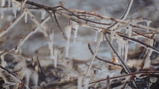 Beautiful branches and stems in the winter in nature. Frozen branch in the snow in winter. — Stock Video