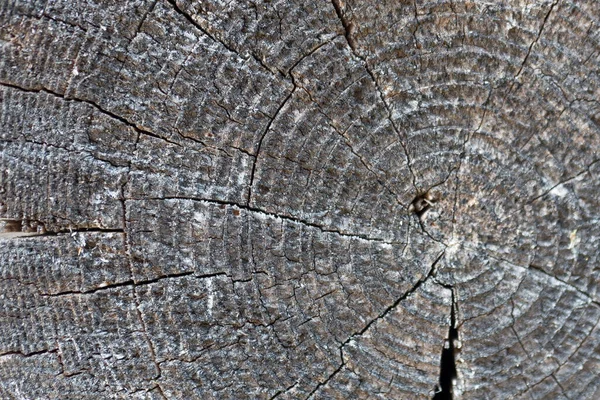 Alten Baumstumpf Textur Hintergrund — Stockfoto