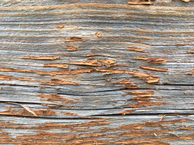 Grunge 'un geçmişi. Eski ahşap bir zeminde boya soyuyordu. Klasik ahşap arka plan. Eski Ağaç dokusu