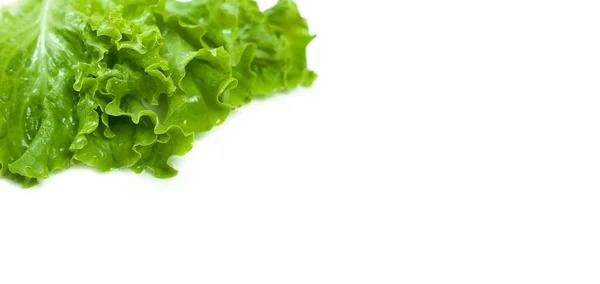 Zöld Saláta Izolált Fehér Alapon Fénymásolási Hely — Stock Fotó