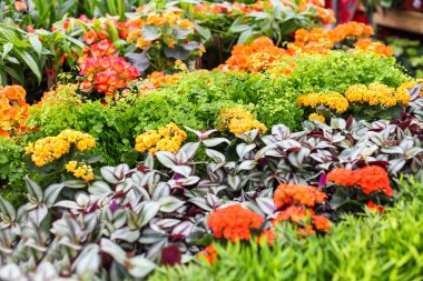 Saksıda bahar çiçekleri