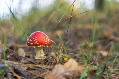 Amanita. Orman mantarı. Sonbahar ormanında yürü. Kiev bölgesi, Ukrayna. 18 Ekim 2020