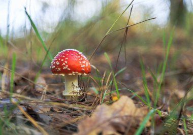 Amanita. Orman mantarı. Sonbahar ormanında yürü. Kiev bölgesi, Ukrayna. 18 Ekim 2020