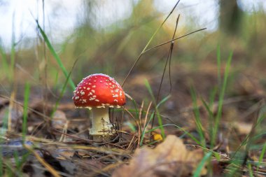 Amanita. Orman mantarı. Sonbahar ormanında yürü. Kiev bölgesi, Ukrayna. 18 Ekim 2020