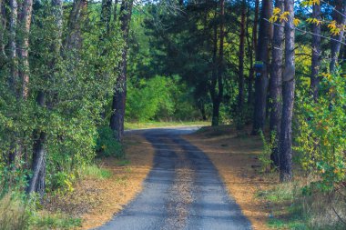 Güzel bulutlu gökyüzü. Gündüz vakti göller boyunca ve ormanda yürürler. Kiev bölgesi. Ukrayna. 18 Ekim 2020