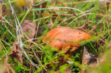 Morning mushroom walk in the forest. Boyarka town, Kiev region. Ukraine. 08 November 2020