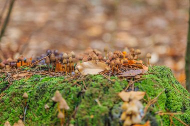 Morning mushroom walk in the forest. Boyarka town, Kiev region. Ukraine. 08 November 2020