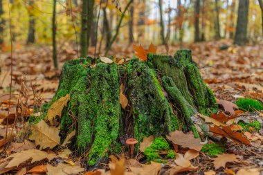 Morning mushroom walk in the forest. Boyarka town, Kiev region. Ukraine. 08 November 2020