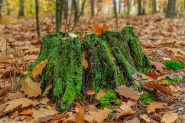 Morning mushroom walk in the forest. Boyarka town, Kiev region. Ukraine. 08 November 2020