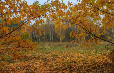 Morning mushroom walk in the forest. Boyarka town, Kiev region. Ukraine. 08 November 2020