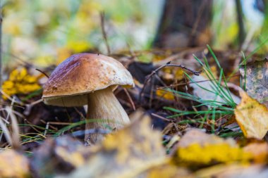 Morning mushroom walk in the forest. Boyarka town, Kiev region. Ukraine. 08 November 2020