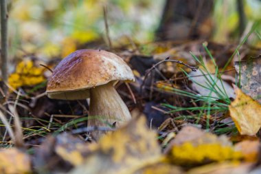 Morning mushroom walk in the forest. Boyarka town, Kiev region. Ukraine. 08 November 2020
