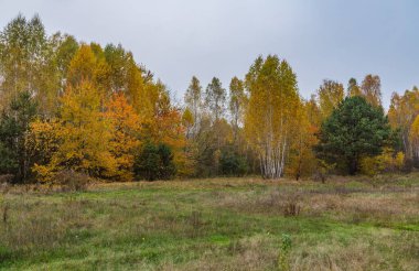 Morning mushroom walk in the forest. Boyarka town, Kiev region. Ukraine. 08 November 2020