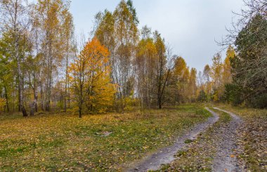 Morning mushroom walk in the forest. Boyarka town, Kiev region. Ukraine. 08 November 2020