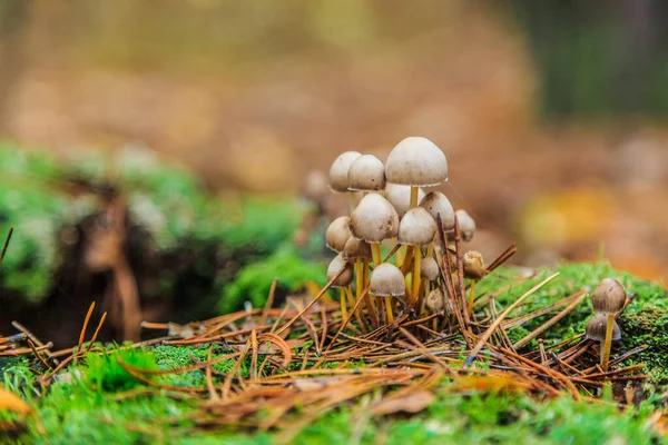 Morning Mushroom Walk Forest Boyarka Town Kiev Region Ukraine November — Stock Photo, Image