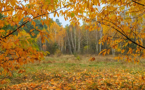 Morning Mushroom Walk Forest Boyarka Town Kiev Region Ukraine November — Φωτογραφία Αρχείου