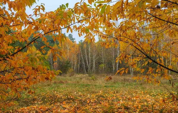 Morning mushroom walk in the forest. Boyarka town, Kiev region. Ukraine. 08 November 2020