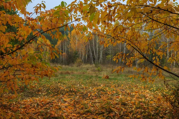 Morning Mushroom Walk Forest Boyarka Town Kiev Region Ukraine November — Φωτογραφία Αρχείου