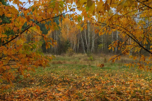 Morning mushroom walk in the forest. Boyarka town, Kiev region. Ukraine. 08 November 2020