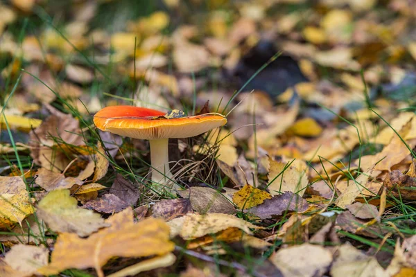 Morning mushroom walk in the forest. Boyarka town, Kiev region. Ukraine. 08 November 2020