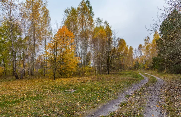 Morning Mushroom Walk Forest Boyarka Town Kiev Region Ukraine November — Φωτογραφία Αρχείου