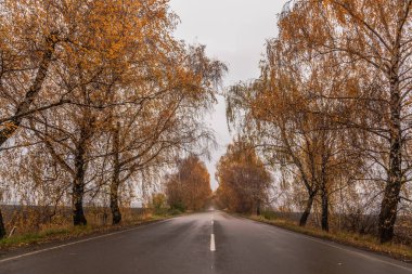 Altın sonbahar. Ukrayna 'nın sonbahar yolları. Kiev bölgesi. 31 Ekim 2020