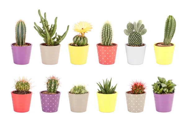 Cactus collection in white pots — Stock Photo, Image