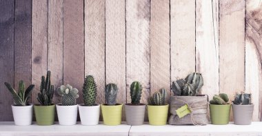 Cactus and succulents collection clipart