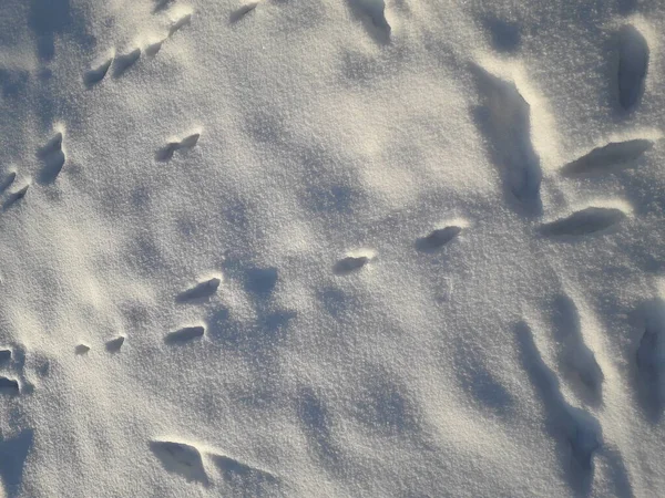 Snow background. Animal tracks on the freshly fallen white snow.