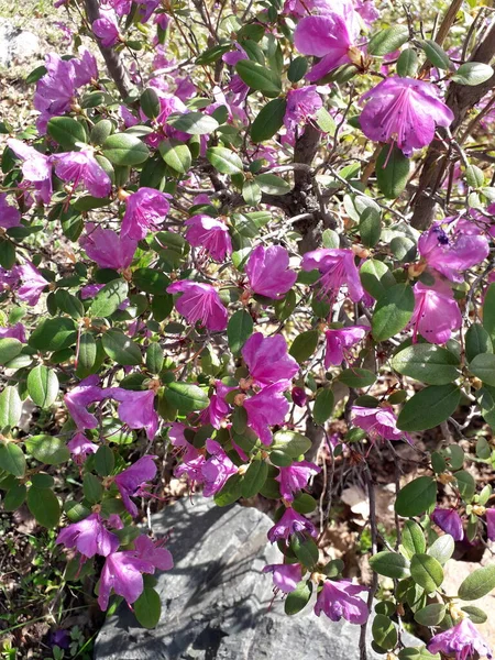 A rhododendron bush with purple flowers and small green leaves illuminated by the sun in the mountains in spring. Rhododendron ledebourii.