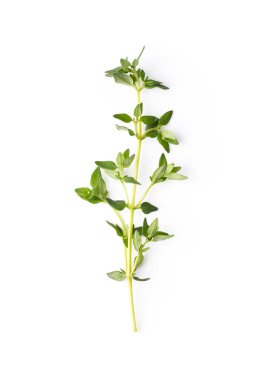 Beyaz arkaplan görünümünde izole edilmiş taze kekik